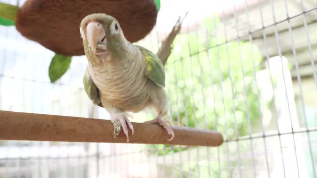 Green-cheeked parakeet or green-cheeked conure are eating sunflower seeds in a cage.