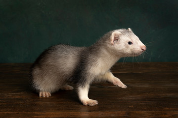 A ferret or polecat puppy walking to the right side in a Rembrandt light setting  against a green background