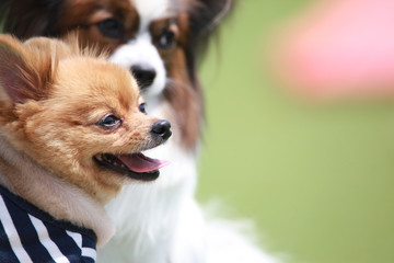 Happy puppies in a private playground