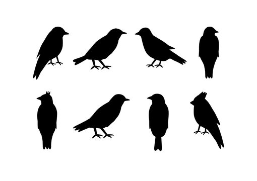 Set of silhouettes of birds on white background