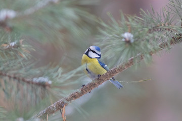The Eurasian blue tit on the branch