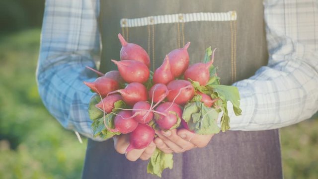 Farmer's hands are holding fresh radish just picked in the field