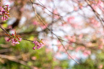 Prunus cerasoides flowers or wild himalayan cherry pink flower