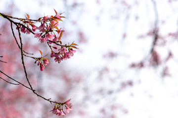 Prunus cerasoides flowers or wild himalayan cherry pink flower
