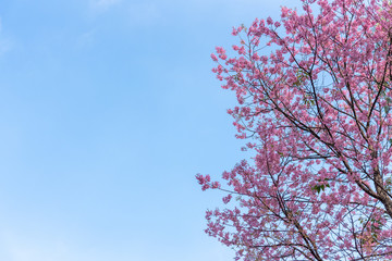 Prunus cerasoides flowers or wild himalayan cherry pink flower
