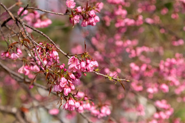Prunus cerasoides flowers or wild himalayan cherry pink flower