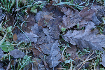 Autumn morning. Autumn foliage frosty morning in forest