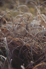 Fototapeta premium dry brown grass background