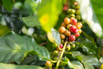 Close-up young coffee beans on tree