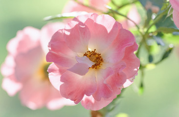 Obraz premium Close-up view of pink flower in bloom