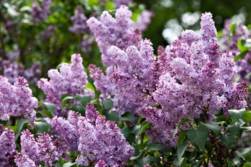 Rolgordijnen A branch of a flowering flowers lilac © annatronova