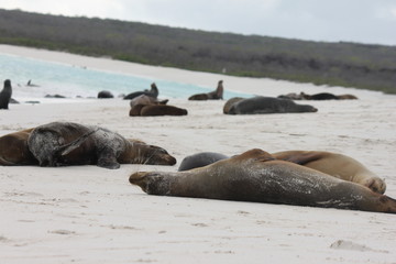 Galapagos Seal on the beach