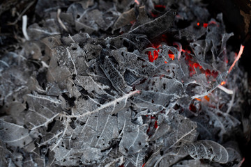 Burning fire of dried leaves