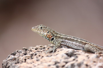 Lizard