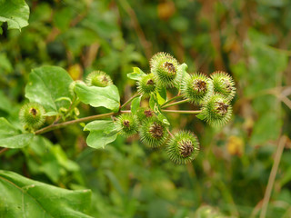 Finished flowers and green leaves of burdock, Arctium, in late summer in North Yorkshire, England