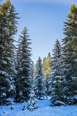 The Bohemian Forest, known in Czech as Sumava, is a low mountain range in Central Europe. They create a natural border between the Czech Republic on one side and Germany and Austria on the other.