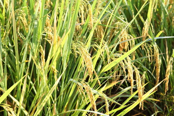 Rice field, an ear of rice,gold field 