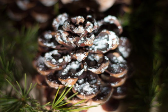 Strobilo, commonly called pine cone, used in Christmas decorations