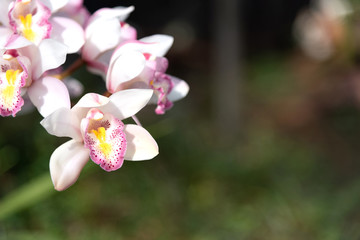 Beautiful group of Paphiopedilum flowers in tropical garden