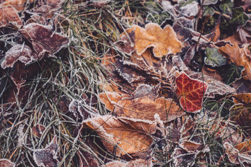autumn leaves on the ground