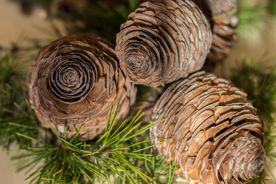 Strobilo, commonly called pine cone, used in Christmas decorations