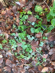 European winter, January 1, 2020. Grass in the winter forest.