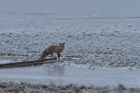 Rotfuchs im Winter bei der Jagd