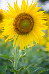 Fototapeta premium Sunflower on natural background. Sunflower blooming in garden