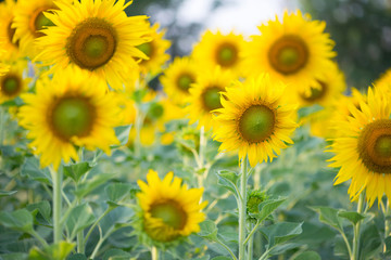 Obraz premium Sunflower on natural background. Sunflower blooming in garden