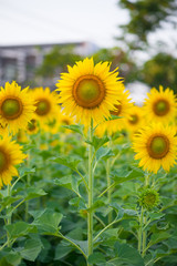 Fototapeta premium Sunflower on natural background. Sunflower blooming in garden