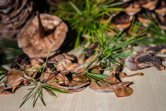 Strobilo, commonly called pine cone, used in Christmas decorations