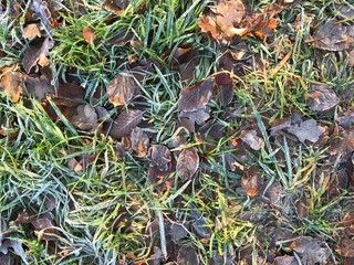 European winter, January 1, 2020. Grass in the winter forest.