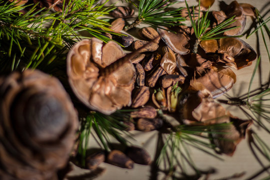 Strobilo, commonly called pine cone, used in Christmas decorations