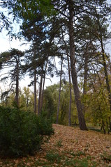 Landscape