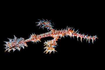 Geisterfetzenfisch im Meer bei Bali, Indonesien