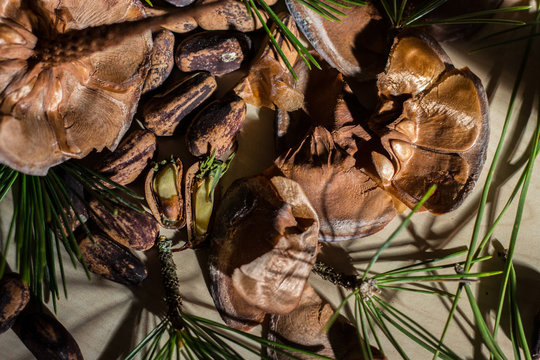 Strobilo, commonly called pine cone, used in Christmas decorations