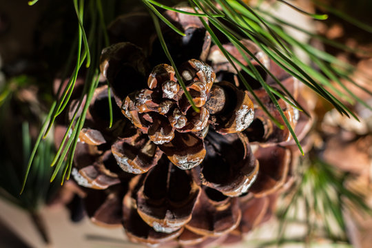 Strobilo, commonly called pine cone, used in Christmas decorations