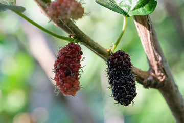 Fresh organic mulberry, black ripe and red unripe mulberries on the branch of tree. Fruits that are high in vitamin C.