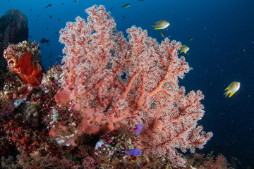 Plakat Koralle im Meer bei Bali, Indonesien