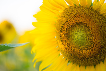 Naklejka premium Sunflower on natural background. Sunflower blooming in garden
