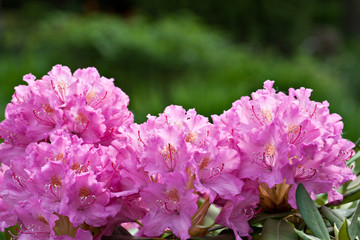 Flowers rhododendron in the garden in sunny day