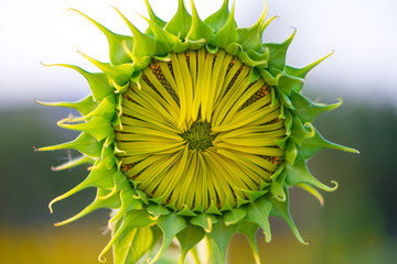 Sunflower on natural background. Sunflower blooming in garden