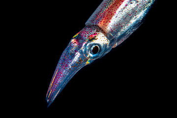 Tintenfisch bei Blackwater Tauchgang im Meer bei Bali, Indonesien