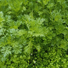Naklejka na ściany i meble green leaf background of dill and parsley