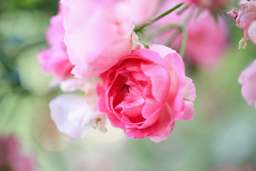Beautiful pink roses flower in the garden