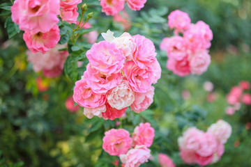 Fototapeta premium Beautiful pink roses flower in the garden