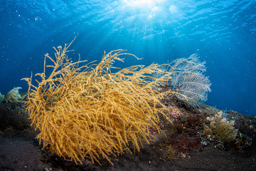 Korallenriff im Meer bei Bali, Indonesien