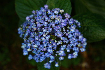 blue flowers in garden