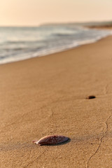 starfish shell on sunrise sunset beach