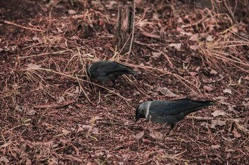 Black jackdaw closeup on the ground with leaves